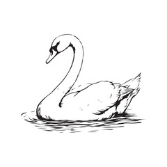 Vector illustration of a swan with elegant design and fine details. Perfect for nature-themed designs, aquatic animals, natural beauty, and waterfowl decorations isolated on a white background