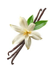 Vanilla flower and pods on transparent background