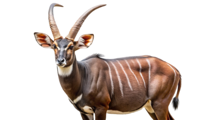 Majestic bongo antelope with striking spiral horns and striped coat standing proudly isolated on transparent background