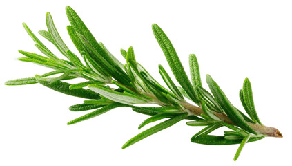 Fototapeta premium Fresh Rosemary Sprig Close Up on Transparent Background