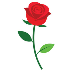 Fototapeta premium Realistic botanical illustration of a single red rose with a detailed stem and leaves perfect for floral design projects and decorative elements