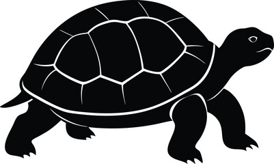 turtle on a white background