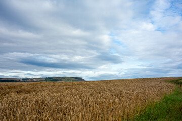 Clifftop,  Whitby, North Yorkshire, UK , Coast, Sea 
