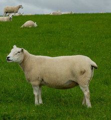 Fototapeta premium Sheep in field