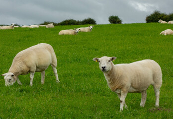 Sheep in field