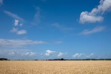 Fototapete Lebensmittelhändler Grain field in Flevoland, the Netherlands  © HollandPhotostock.nl