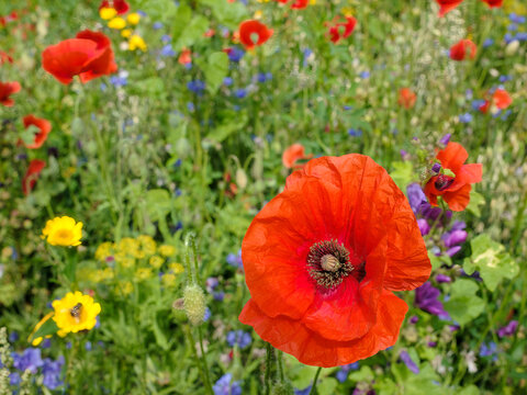 Ecozone Agriculture. Flevoland province, The Netherlands