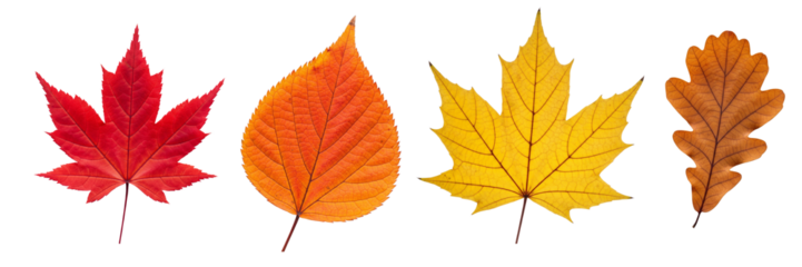 Multicolored autumn leaves in rich red, orange, and yellow hues isolated on a white background. Bright seasonal decor perfect for banners, prints, and fall-themed designs.