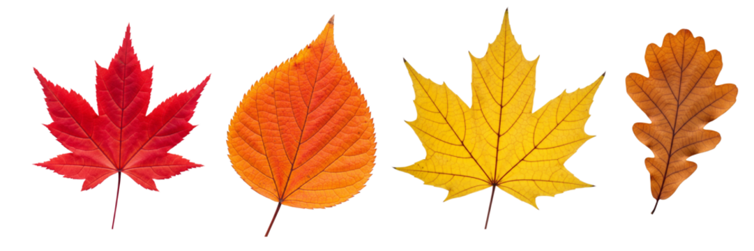 Multicolored autumn leaves in rich red, orange, and yellow hues isolated on a white background. Bright seasonal decor perfect for banners, prints, and fall-themed designs.