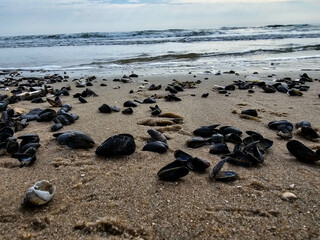Am Hvidbjerg Strand von Blavand