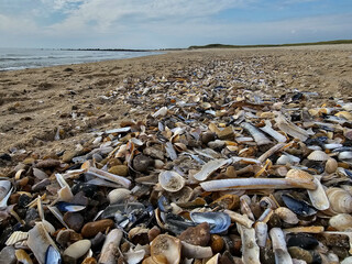 Am Hvidbjerg Strand von Blavand