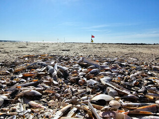 Am Hvidbjerg Strand von Blavand