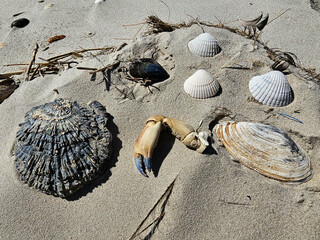 Am Hvidbjerg Strand von Blavand