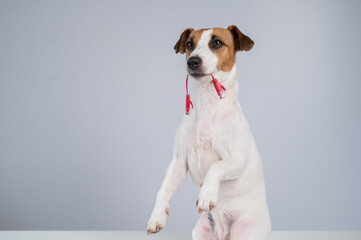 Jack Russell Terrier Dog Chewing Internet Wire. 