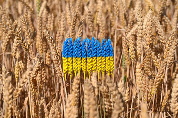 Wheat ears painted with the flag of Ukraine, field of wheat, grain