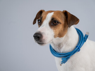 Jack Russell Terrier Dog Holding Internet Wire. 
