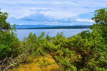 Prickly juniper (Juniperus oxycedrus) bush and a view of the Adriatic sea and Krk island in Kvarner, Croatia