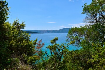 Mediterranean trees at the coast of Adriatic sea at Krk island in Kvarner, Croatia