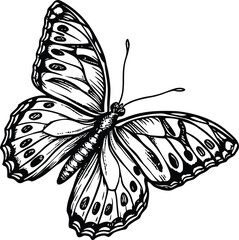 Black and white butterfly vector illustration on a white background, highlighting its insect wings and natural beauty
