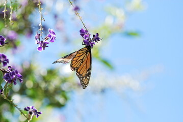 Monarch Butterfly, Danaus plexippus, hanging upside down off a Duranta erecta Flower