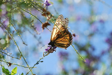 Monarch Butterfly, Danaus plexippus, sitting on a Duranta erecta Flower