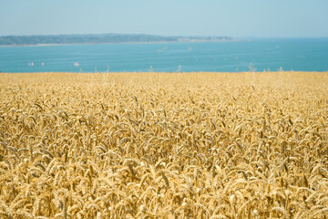 Champ de blé mûr en été sur fond de paysage de mer