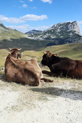 Cows graze on a meadow with a view of the mountain range. Montenegro, Durmitor National Park.