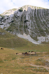 herd of wild horses near a mountain lake. Berg Prutas mountain. Montenegro, Durmitor National Park, Durmitor Massif