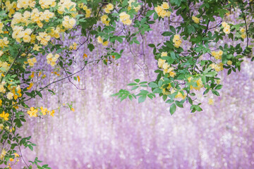 Yellow Banksia Rose with a Soft Wisteria Background in Springtime
