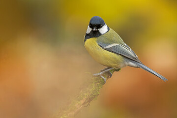 Eurasian tit perched on a branch with colorful background
