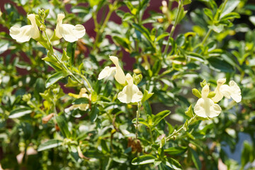 Salvia 'Lemon Pie' (Salvia Jamensis or Greggii) Shrubby Sage with pretty creamy-yellow hairy flowers and small narrow green leaves
