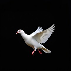 Fototapeta premium white dove isolated on black