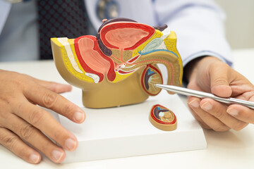 Male reproductive system, Asian doctor holding human anatomy model for study diagnosis and...