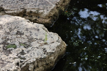tiny green sprig of new life sprouting from limestone rock in pond (close-up, macro)