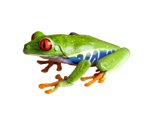 Red Eyed Tree Frog, Agalychnis Callidryas, on a Leaf with Black Background .