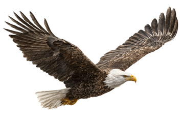 Fototapeta premium Majestic Bald Eagle in Flight on Transparent Background