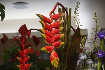 Heliconia rostrata, or hanging lobster claw, or false bird of paradise flowers in a florist shop in...
