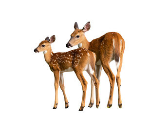 Fototapeta premium White tailed deer fawn witj hind on natural trail in north Wisconsin. 