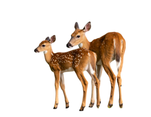 White tailed deer fawn witj hind on natural trail in north Wisconsin. 