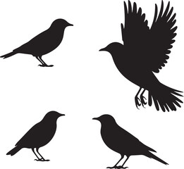 Four black bird silhouettes one flying and three perched on white background