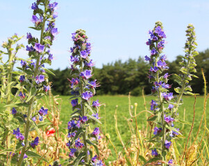 Naklejka premium In the field among the herbs bloom Echium vulgare