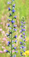 In the field among the herbs bloom Echium vulgare