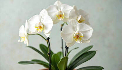 Fototapeta premium Potted lily of the valley on natural background with blank space for copy space. 