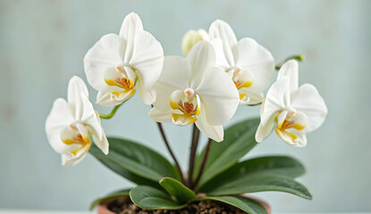 Obraz premium Potted lily of the valley on natural background with blank space for copy space. 