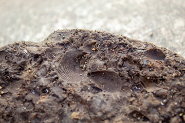 crab on sandshell fossils in a rock by the shore 
