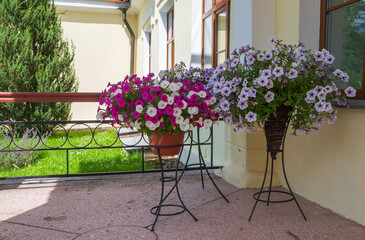 Petunia flower plant on the decorative pot .