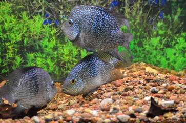Herichthys carpintis