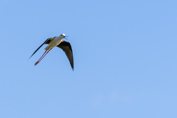 Black winged stilt flying in a clear blue sky