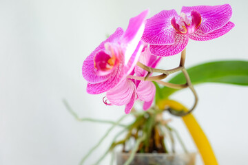 Potted Phalaenopsis orchid with purple flowers. Orchid aerial roots and yellow leaves. Houseplant care. Shallow depth of field.