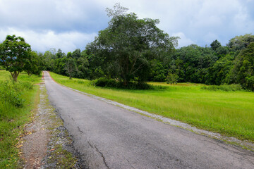 road in the countrysideforest, road, path, trees, nature, tree, green, landscape, park, summer, woods, spring, leaves, wood, way, leaf, lane, foliage, rural, country, asphalt, outdoors, scenic, scene